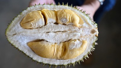 teknologi-tinggi-tingkatkan-hasil-panen-durian-di-malaysia-7_169