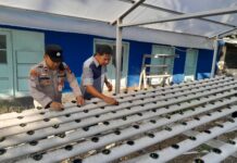Polsek KSKP Dumai Pantau Perkembangan Hidroponik Pakcoi Tahap III, Dukung Program Ketahanan Pangan Nasional