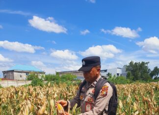 Polsek KSKP Dumai Bersama Kelompok Tani Cek Pertumbuhan Jagung Dukung Ketahanan Pangan