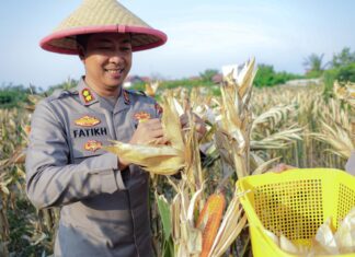 Panen Jagung Pipil Kuartal III, Kapolres Dumai Tegaskan Komitmen Polri Dukung Ketahanan Pangan