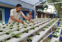 Polsek KSKP Dumai Perkuat Ketahanan Pangan Lewat Hidroponik Pakcoy Tahap III