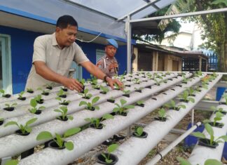 Polsek KSKP Dumai Perkuat Ketahanan Pangan Lewat Hidroponik Pakcoy Tahap III