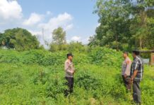 Dumai Cek Lahan Jagung Pipil Kuartal III Seluas 0,5 Hektare 