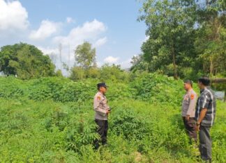 Dumai Cek Lahan Jagung Pipil Kuartal III Seluas 0,5 Hektare 