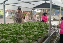 Polsek KSKP Dumai Bersama Bhayangkari Panen Pakcoy Hidroponik